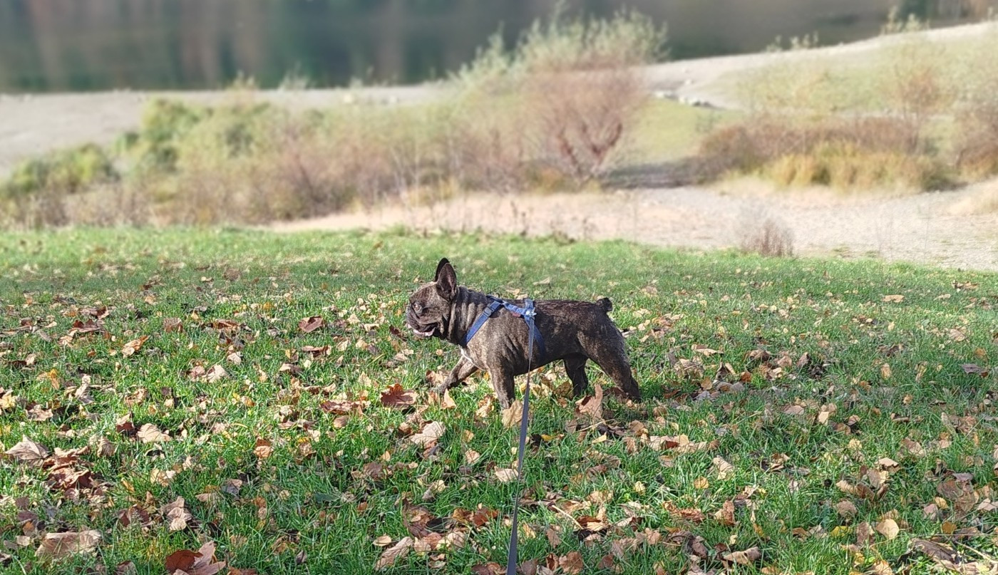 CH. Ubbe de l'Éclat Noir
