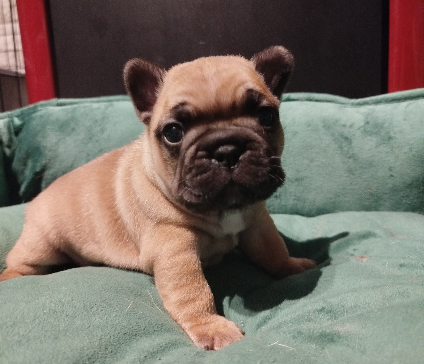 de l'Éclat Noir - Chiots disponibles - Bouledogue français