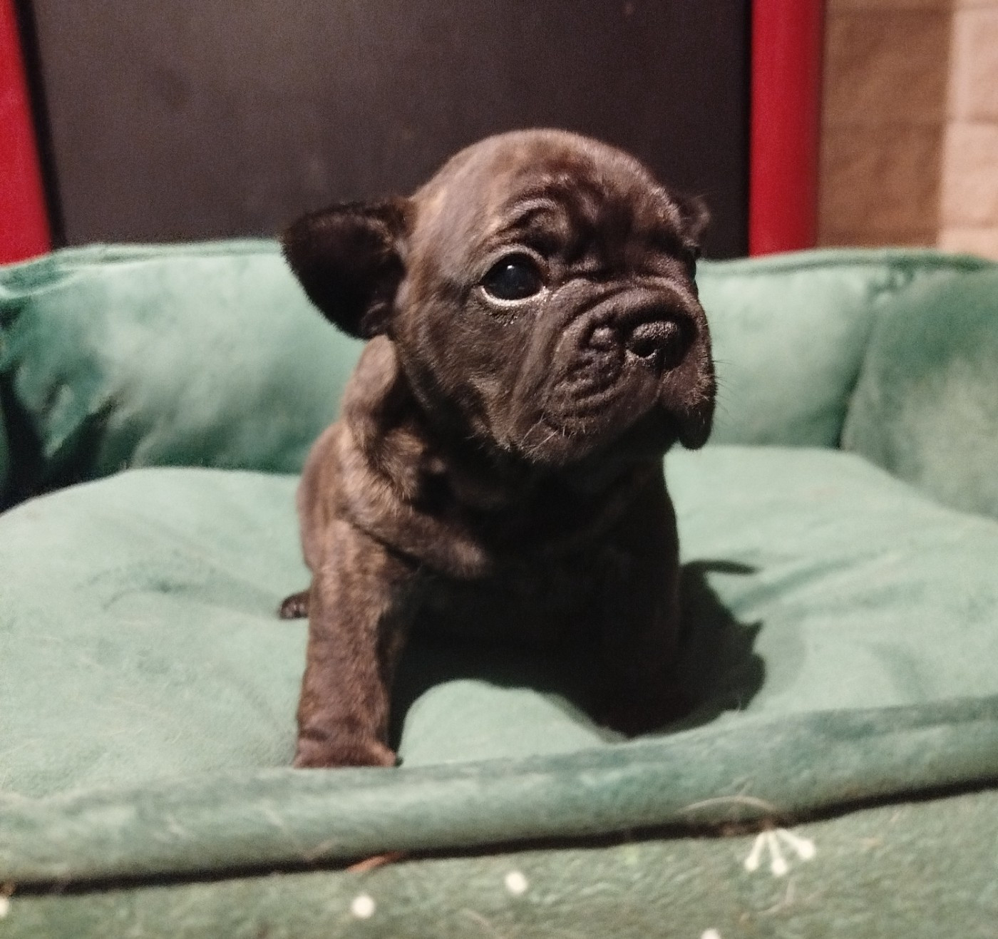 de l'Éclat Noir - Chiots disponibles - Bouledogue français