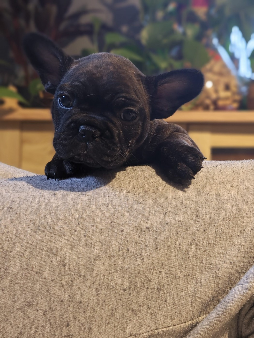 de l'Éclat Noir - Bouledogue français - Portée née le 30/12/2025